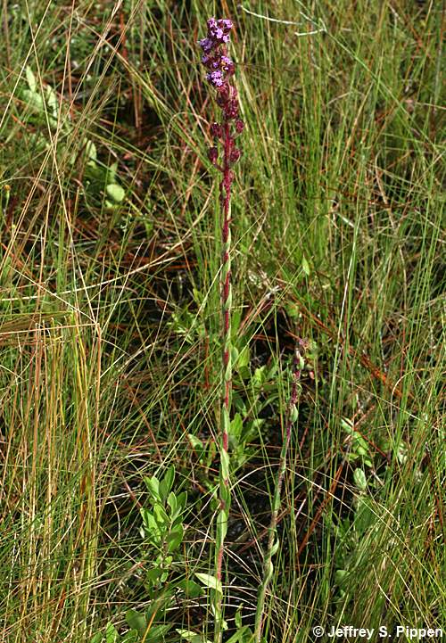 Hairy Chaffhead (Trilisa paniculata, Carphephorus paniculatus)
