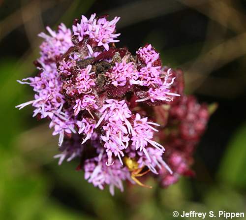 Hairy Chaffhead (Trilisa paniculata, Carphephorus paniculatus)