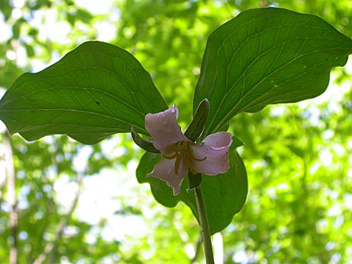 Bashful Wakerobin (Trillium catesbaei)