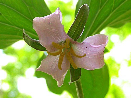 Bashful Wakerobin (Trillium catesbaei)