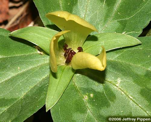 Mottled Wakerobin, Pale Yellow Trillium, Faded Trillium, Small Yellow Toadshade (Trillium discolor)