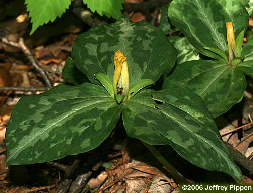 Mottled Wakerobin, Pale Yellow Trillium, Faded Trillium, Small Yellow Toadshade (Trillium discolor)