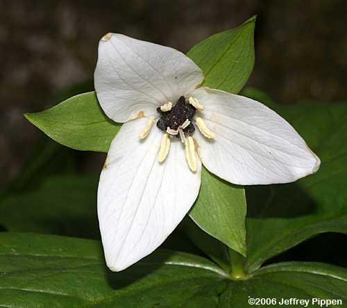thumbnail image 2 of 5 Erectum Sulcatum Barksdale's Furrowed Wake-robin – Trillium Bulbs, Perennial, Red Flowers 2 of 6