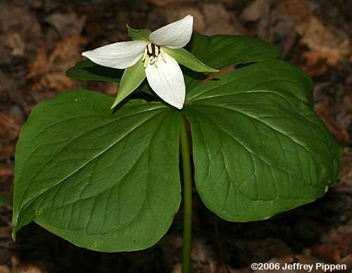 Wake Robin (Trillium erectum var. album)