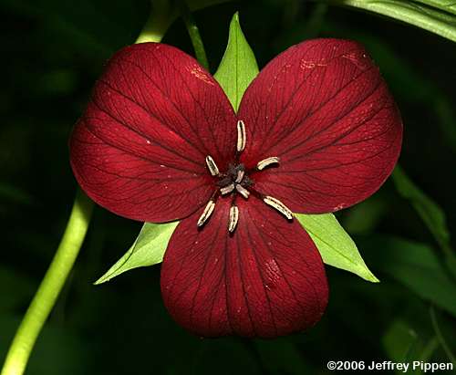 Sweet Wakerobin, Vasey's Trillium, Sweet Beth (Trillium vaseyi)