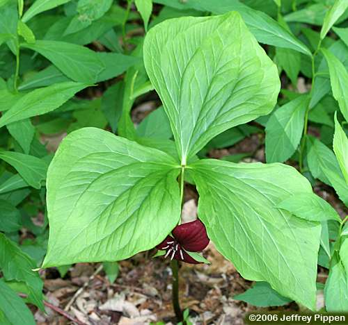 Sweet Wakerobin, Vasey's Trillium, Sweet Beth (Trillium vaseyi)