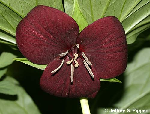 Sweet Wakerobin, Vasey's Trillium, Sweet Beth (Trillium vaseyi)