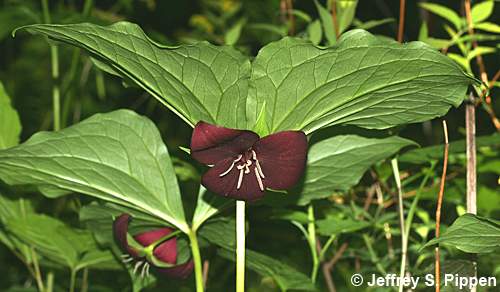 Sweet Wakerobin, Vasey's Trillium, Sweet Beth (Trillium vaseyi)