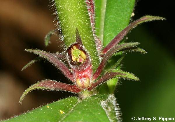 Orangefruit Horse-Gentian (Triosteum aurantiacum)