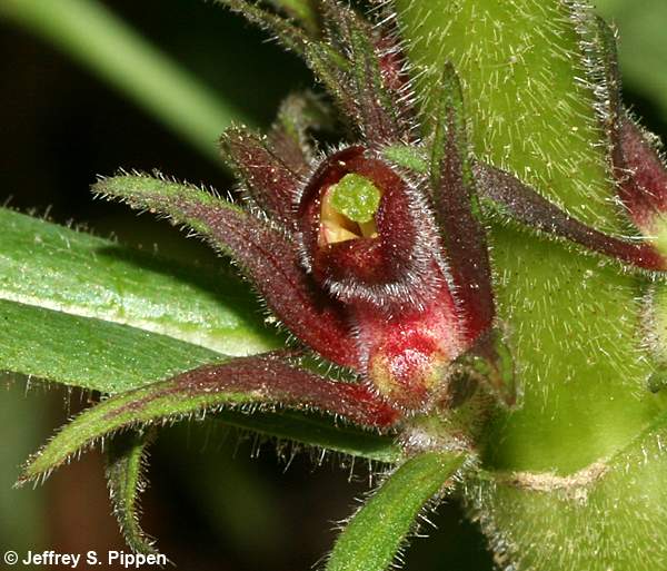 Orangefruit Horse-Gentian (Triosteum aurantiacum)