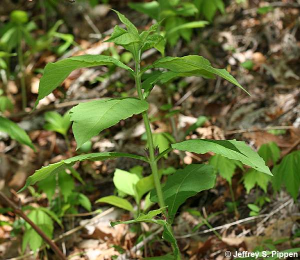 Orangefruit Horse-Gentian (Triosteum aurantiacum)