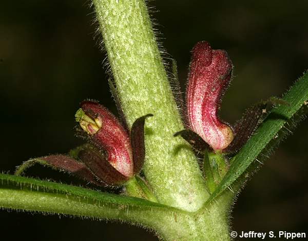 Orangefruit Horse-Gentian (Triosteum aurantiacum)