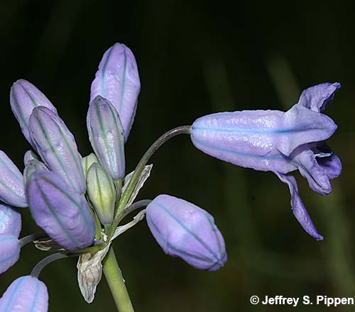 Wild Hyacinth, Largeflower Tripletlily (Triteleia grandiflora)
