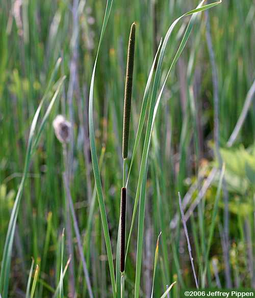 Narrowleaf Cattail (Typha angustifolia)