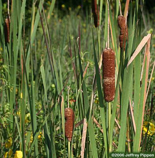 Common Cattail (Typha latifolia)