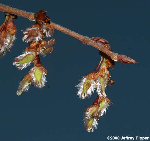 Winged Elm (Ulmus alata)