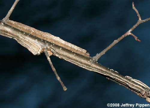 Winged Elm (Ulmus alata)
