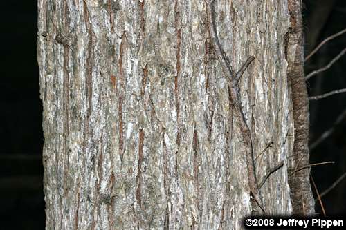 Winged Elm (Ulmus alata)
