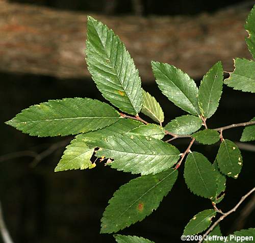 Winged Elm (Ulmus alata)