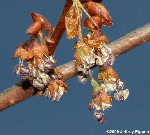 Winged Elm (Ulmus alata)