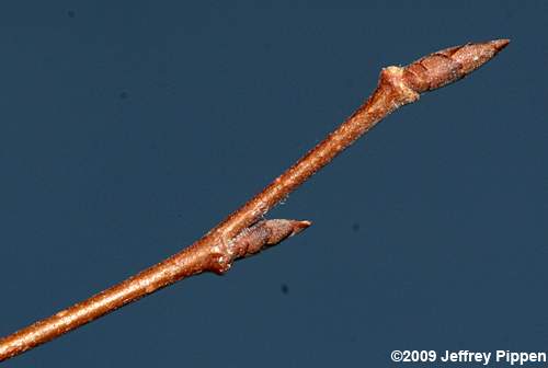 Winged Elm (Ulmus alata)