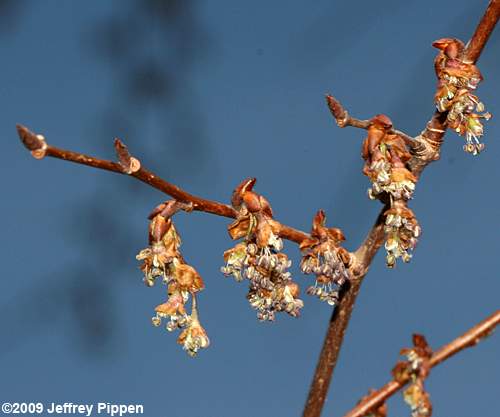Winged Elm (Ulmus alata)