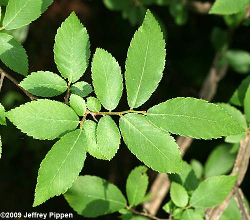 Winged Elm (Ulmus alata)