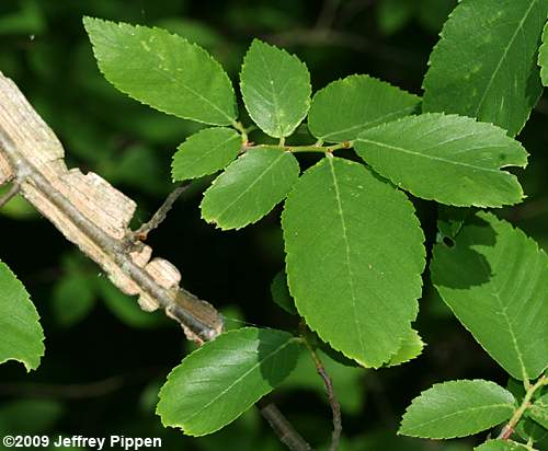 Winged Elm (Ulmus alata)