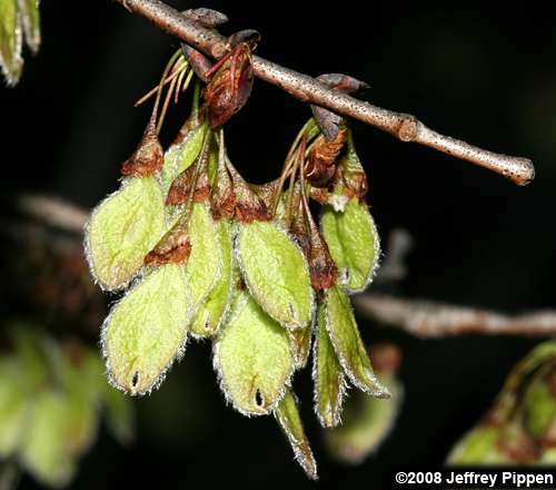 American Elm (Ulmus americana)