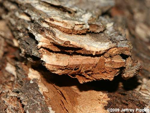American Elm (Ulmus americana)