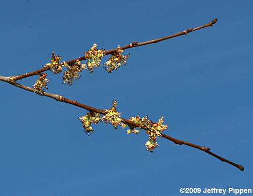 American Elm (Ulmus americana)