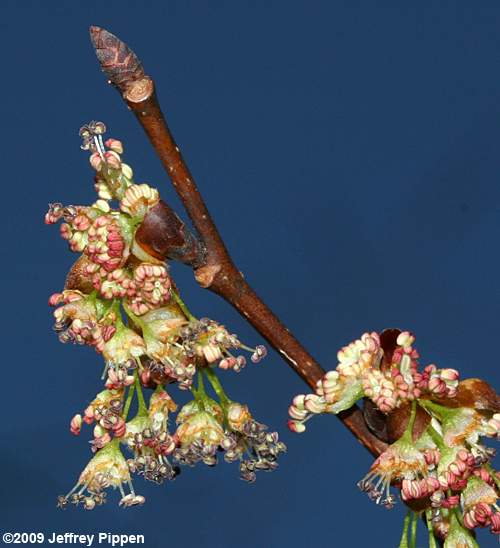 American Elm (Ulmus americana)