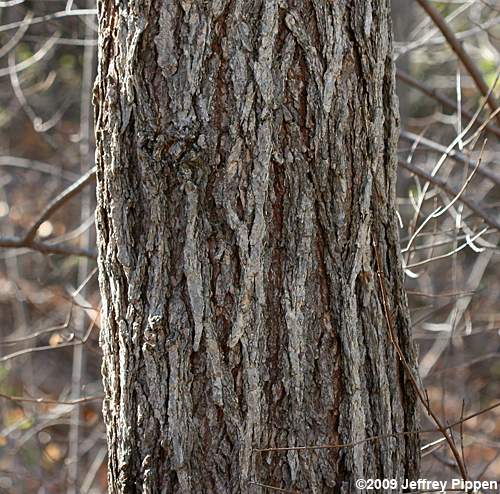 American Elm (Ulmus americana)