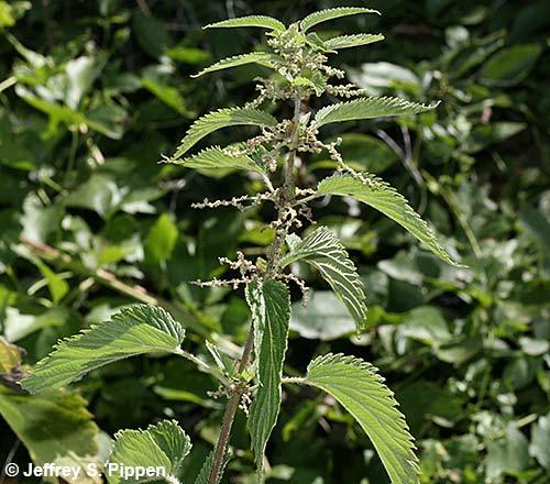 Stinging Nettle (Urtica dioica)