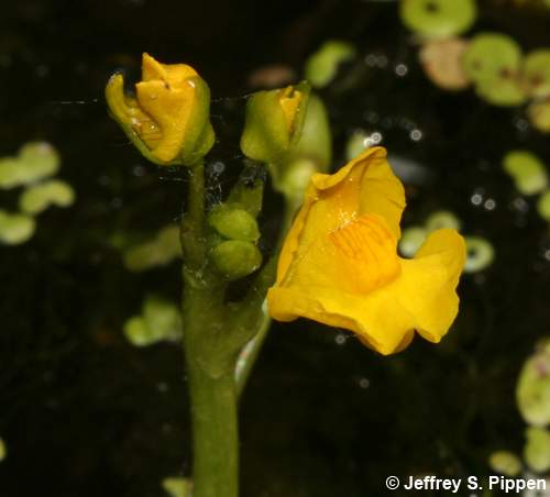 Common Bladderwort (Utricularia macrorhiza)