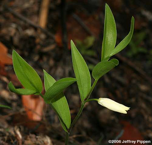 Mountain Bellwort (Uvularia puberula)