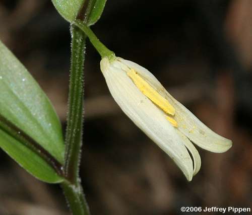 Mountain Bellwort (Uvularia puberula)
