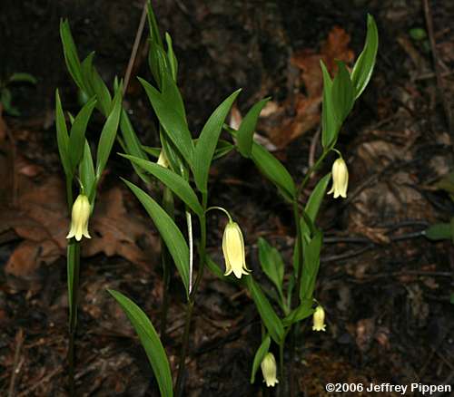 Mountain Bellwort (Uvularia puberula)