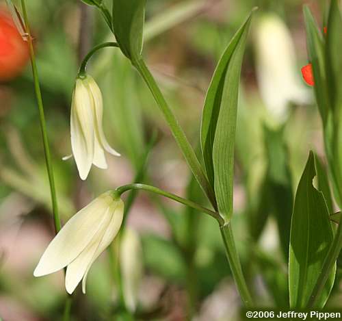 Mountain Bellwort (Uvularia puberula)