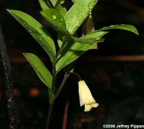 Coastal Bellwort (Uvularia puberula var. nitida)