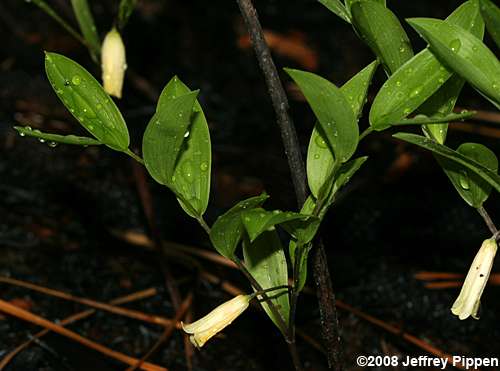 Coastal Bellwort (Uvularia puberula var. nitida)