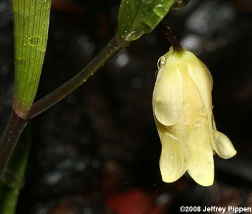 Coastal Bellwort (Uvularia puberula var. nitida)