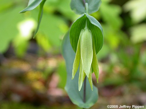 Bellwort (Uvularia sp.)