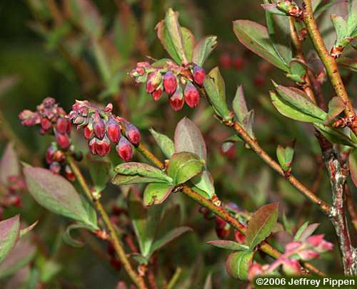 Vaccinium sp.