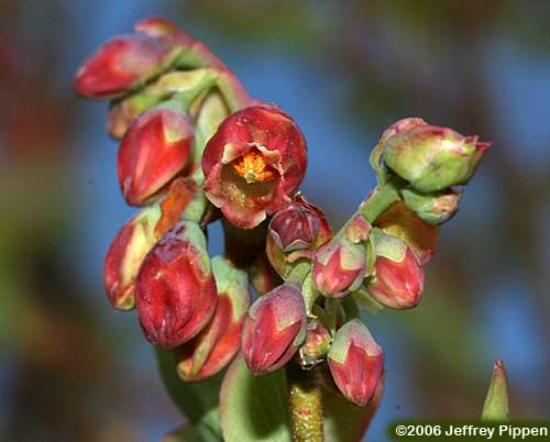 Vaccinium sp.