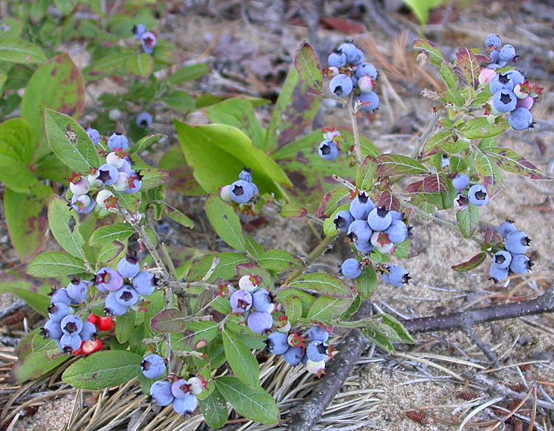 Northern Lowbush Blueberry (Vaccinium angustifolium)