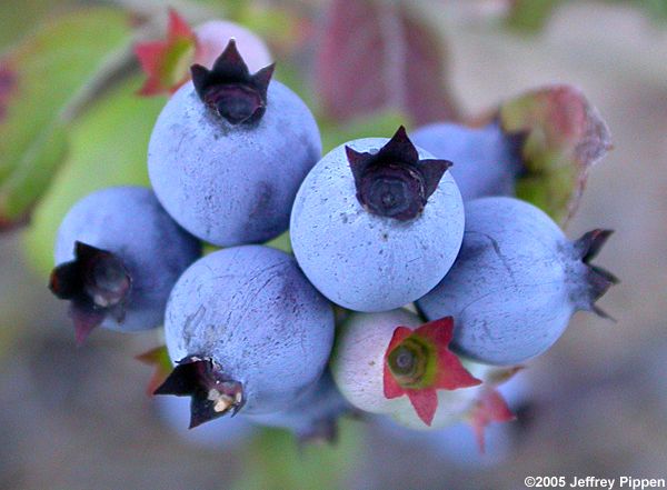 Northern Lowbush Blueberry (Vaccinium angustifolium)