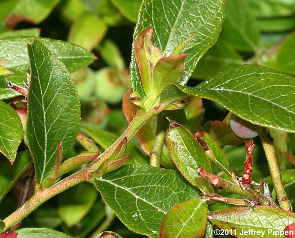 Northern Lowbush Blueberry (Vaccinium angustifolium)