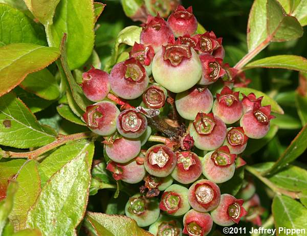 Northern Lowbush Blueberry (Vaccinium angustifolium)