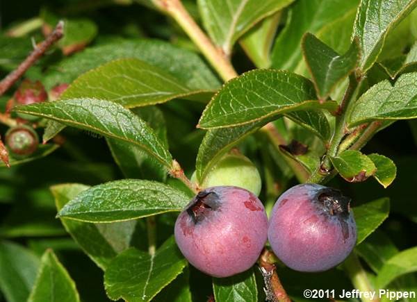 Northern Lowbush Blueberry (Vaccinium angustifolium)